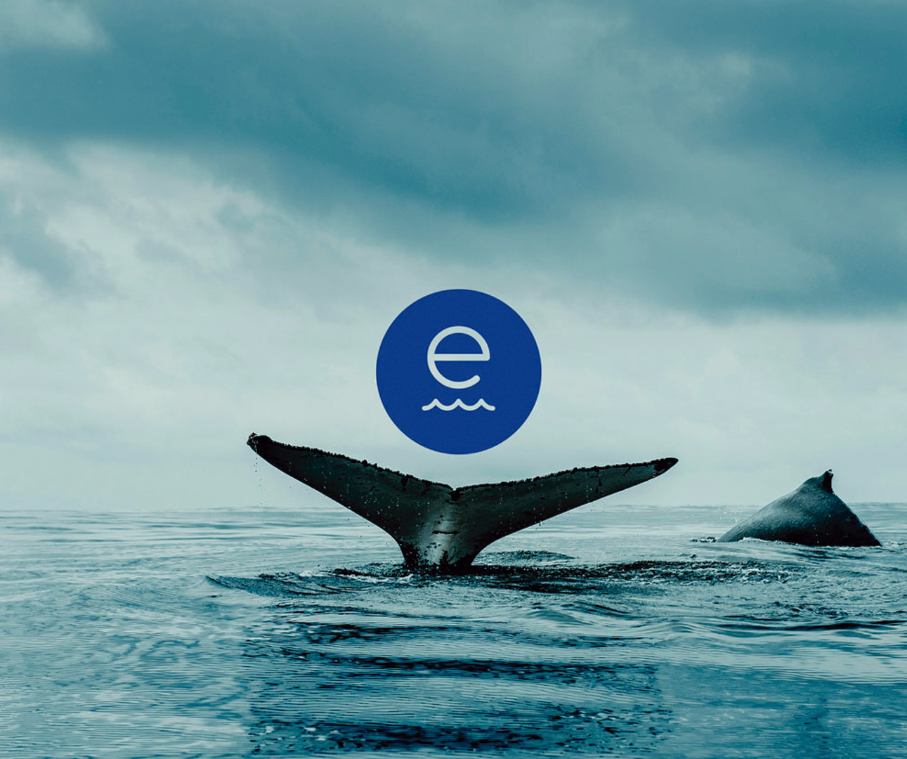 A Fleta colabora com a Fundação Ecomar